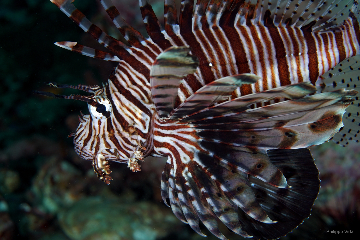 Birmanie - Mergui - 2018 - DSC02951 - Red Lionfish - Poisson lion - Pterois volitans.jpg